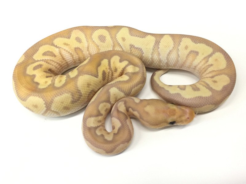 Banana Clown Mojave