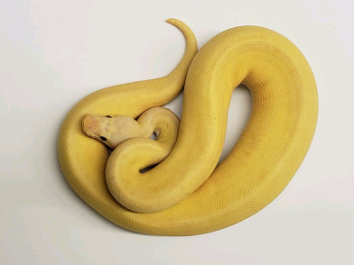 Banana Clown Pastel Pinstripe Super Blade