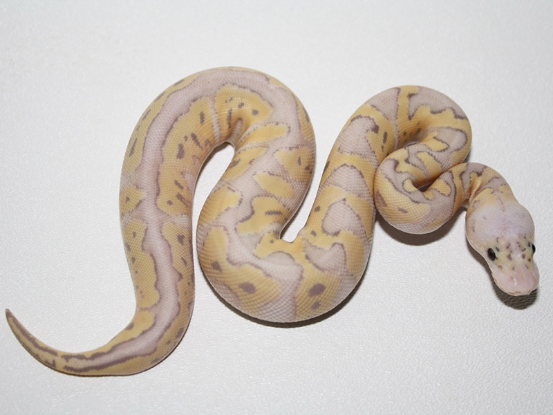 Banana Clown Super Pastel