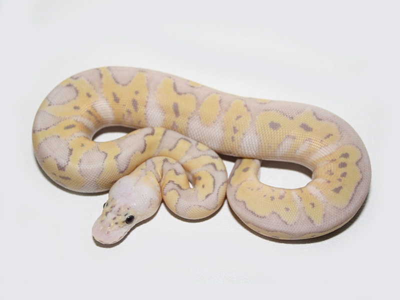 Banana Clown Super Pastel