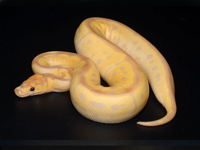 Banana Clown Morph List World Of Ball Pythons. 