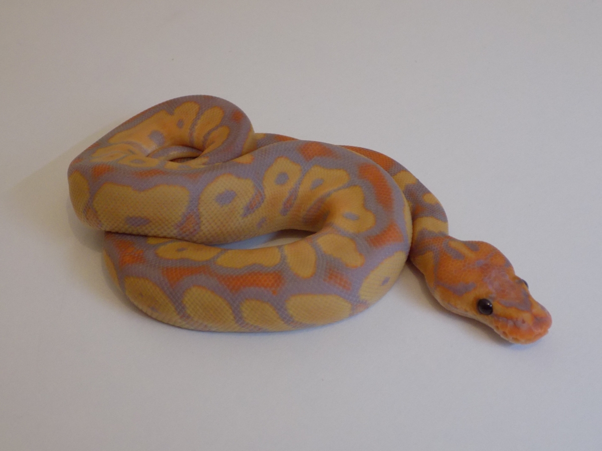 Gallery of Enchi Clown Ball Python.