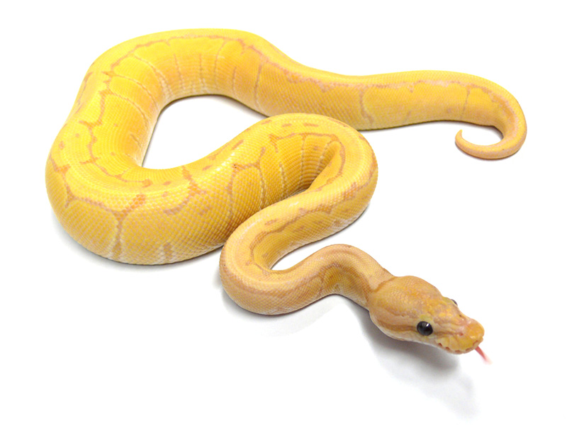 Banana Desert Ghost Pinstripe