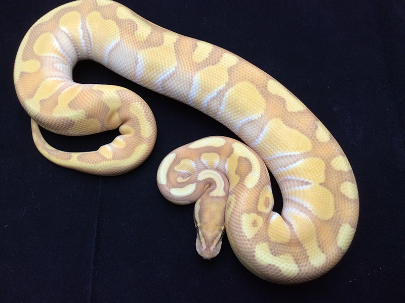 Banana Enchi Butter