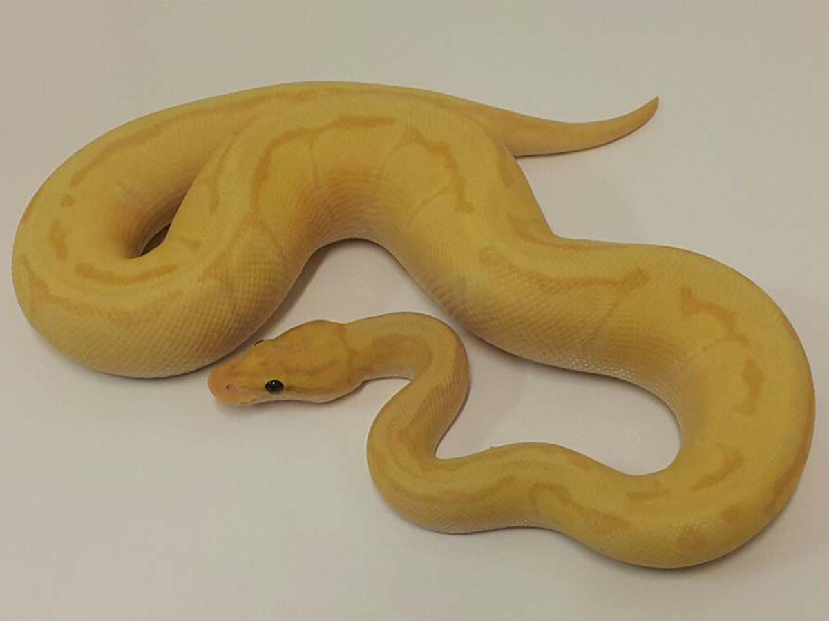 Banana Enchi Fire Pinstripe