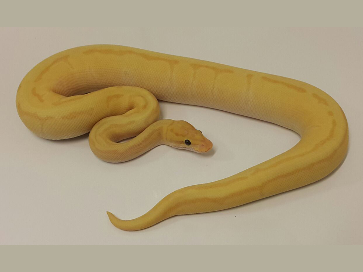 Banana Enchi Fire Pinstripe