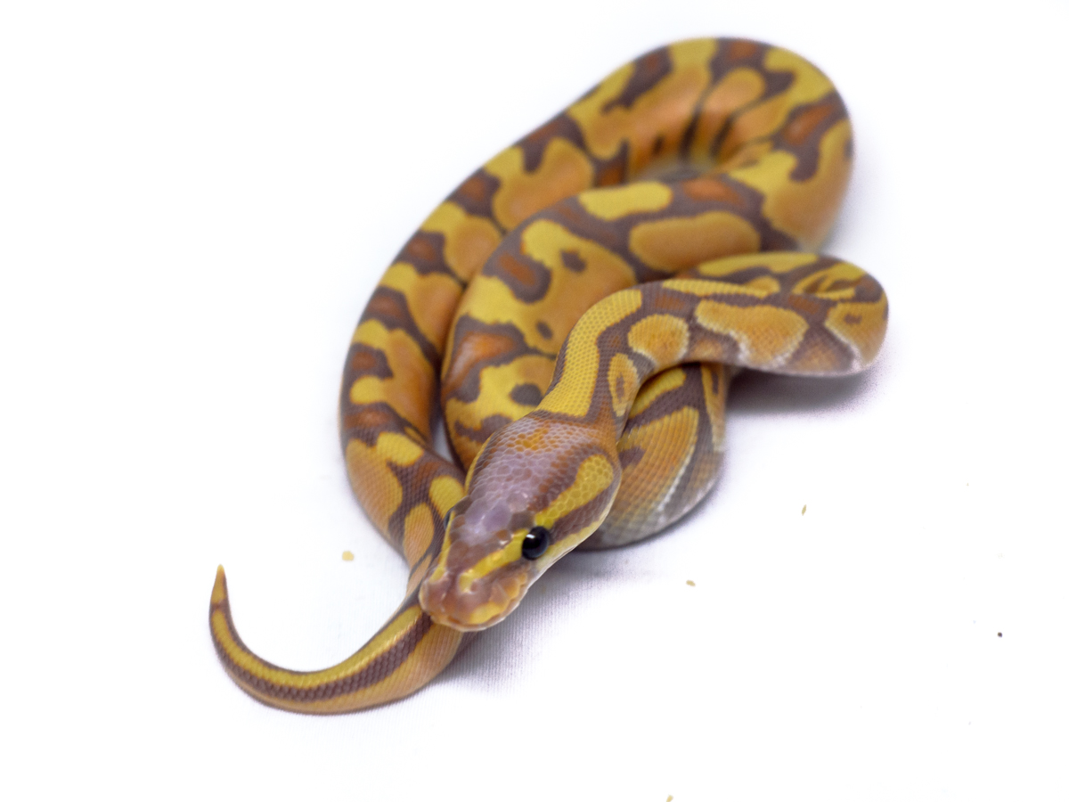 Banana Enchi Het Red Axanthic