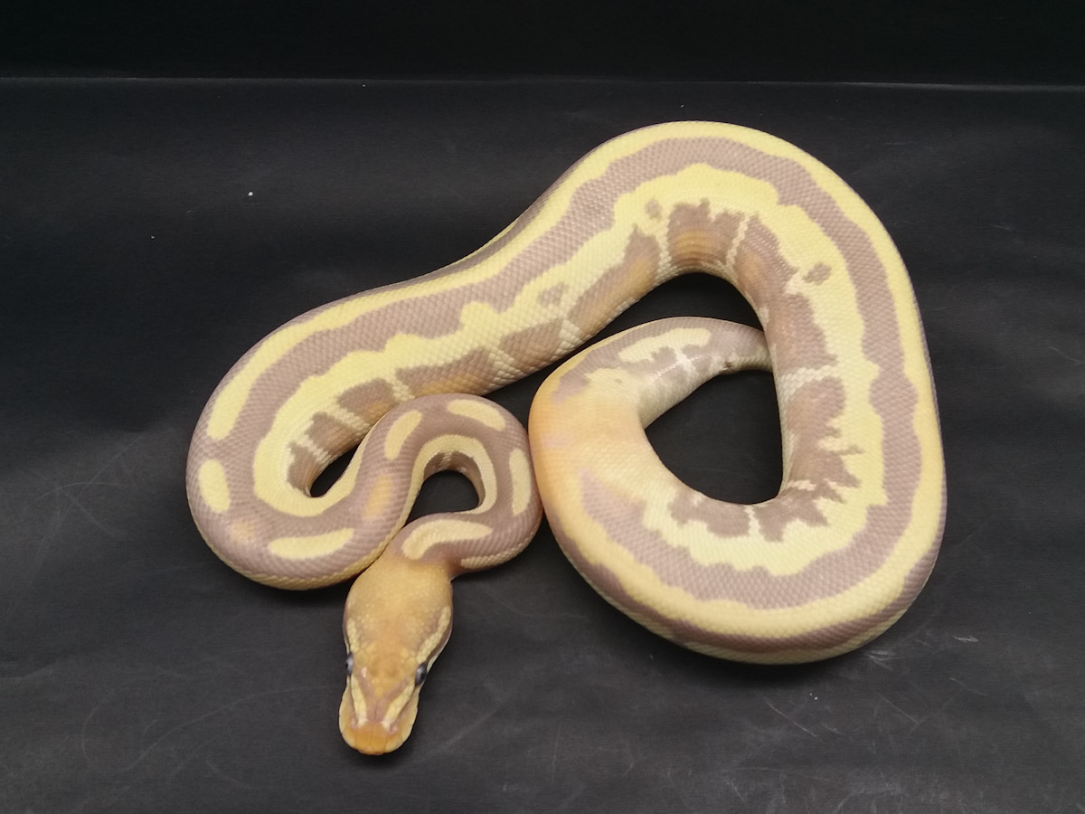 Banana Enchi Leopard Mojave