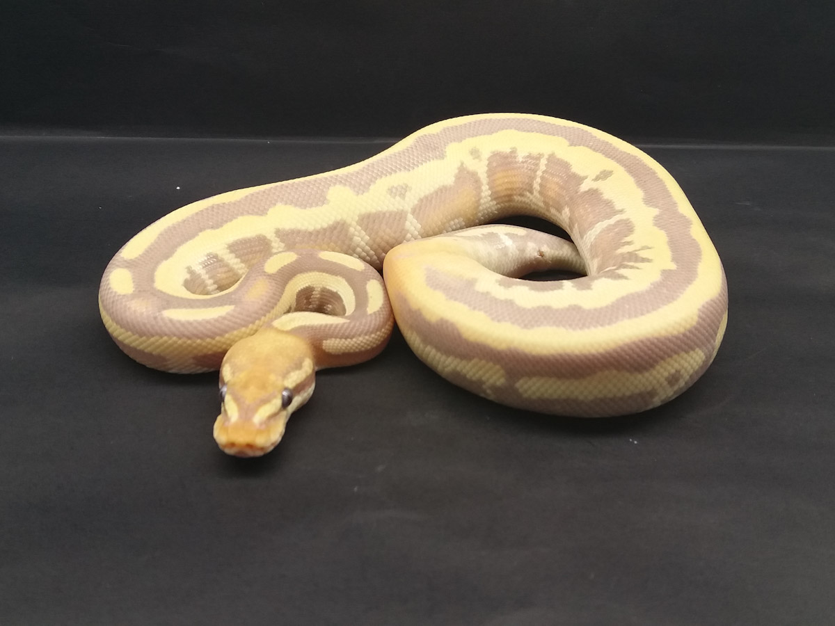 Banana Enchi Leopard Mojave