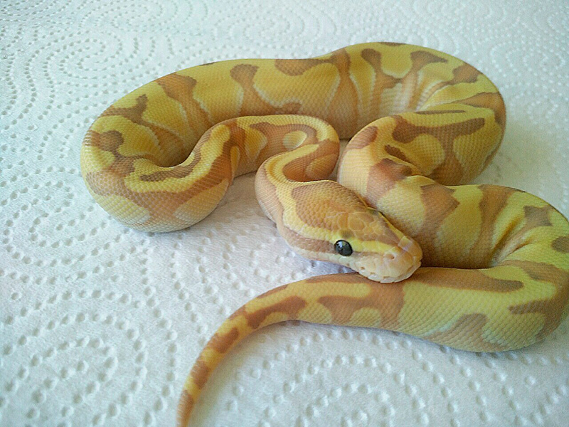 Banana Enchi Lesser