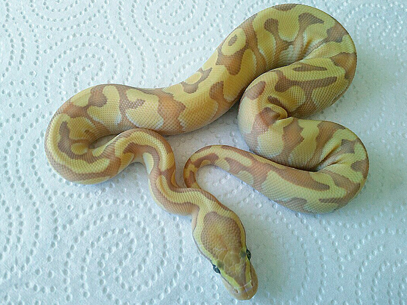 Banana Enchi Lesser