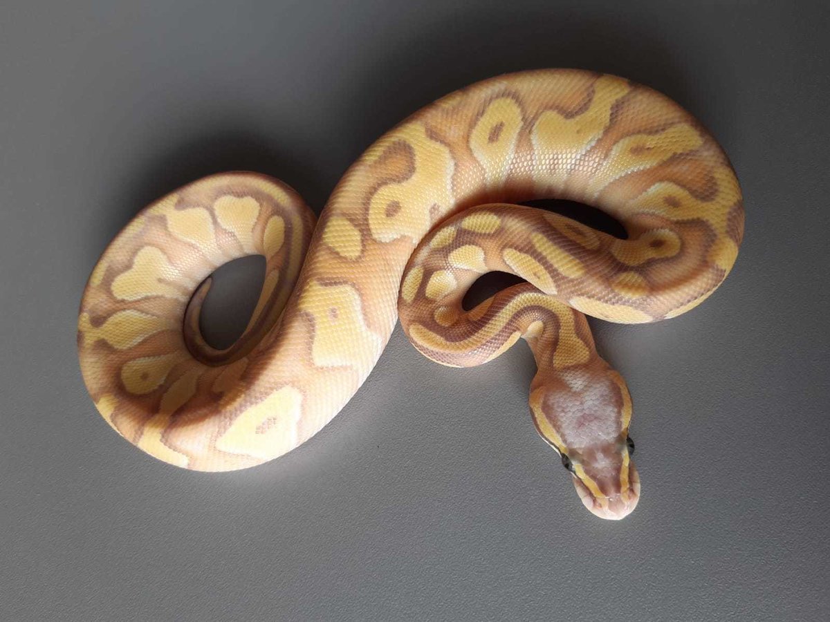 Banana Enchi Mojave Pastel