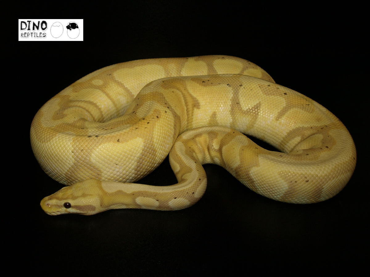 Banana Enchi Mojave Pastel