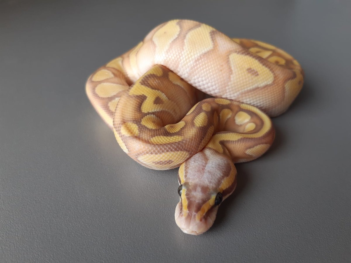 Banana Enchi Mojave Pastel