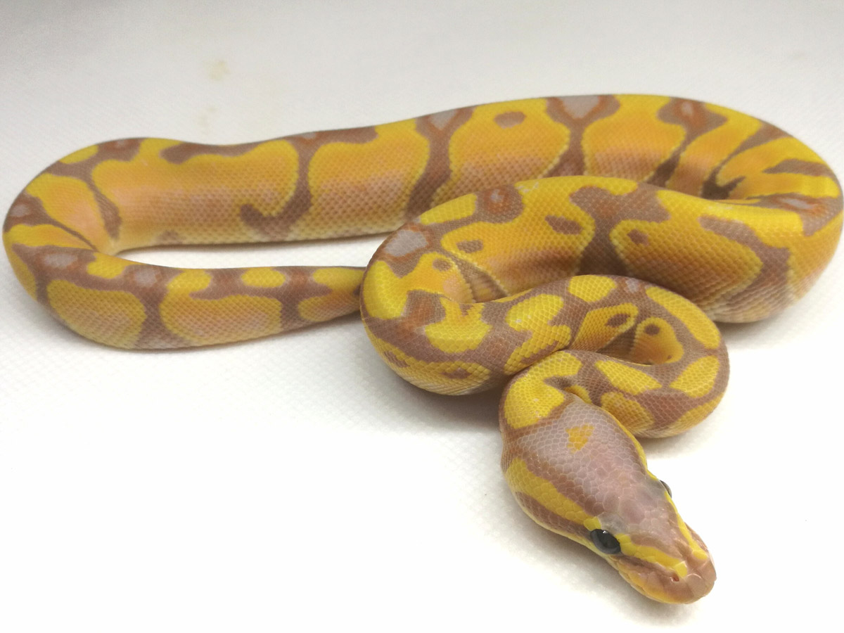 Banana Enchi Orange Dream