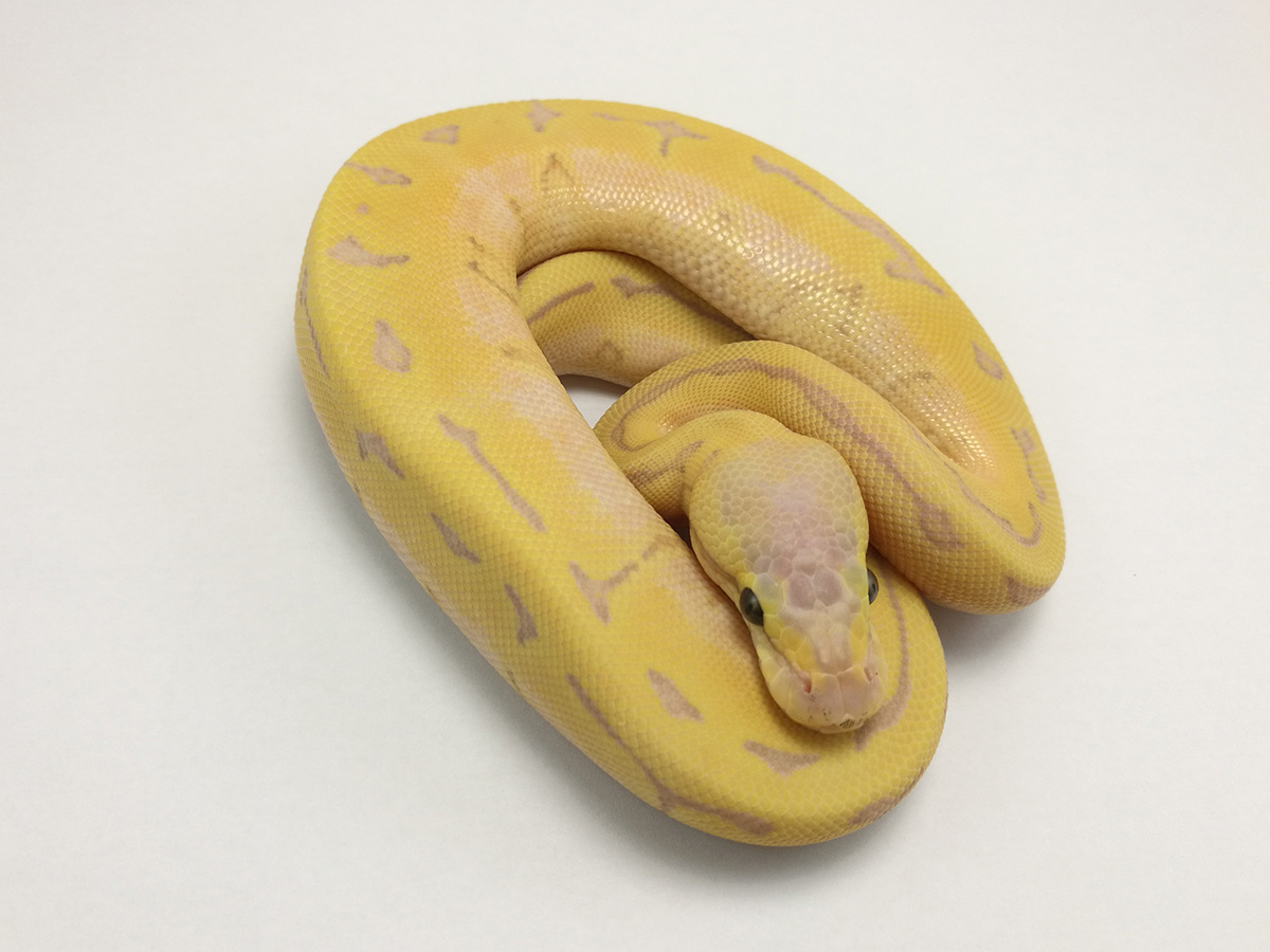 Banana Enchi Pastel Pinstripe