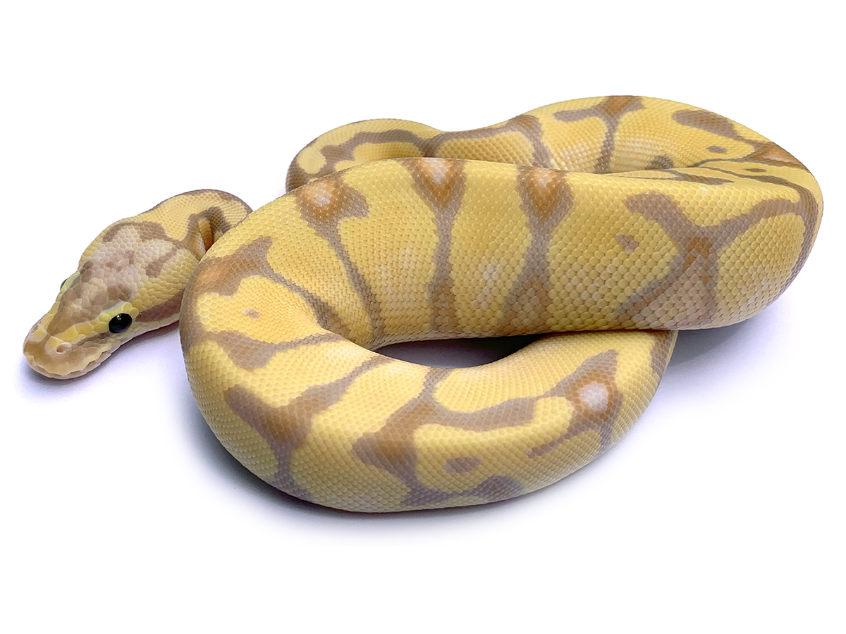 Banana Enchi Pastel Vanilla