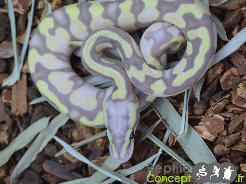 Banana Enchi Pastel