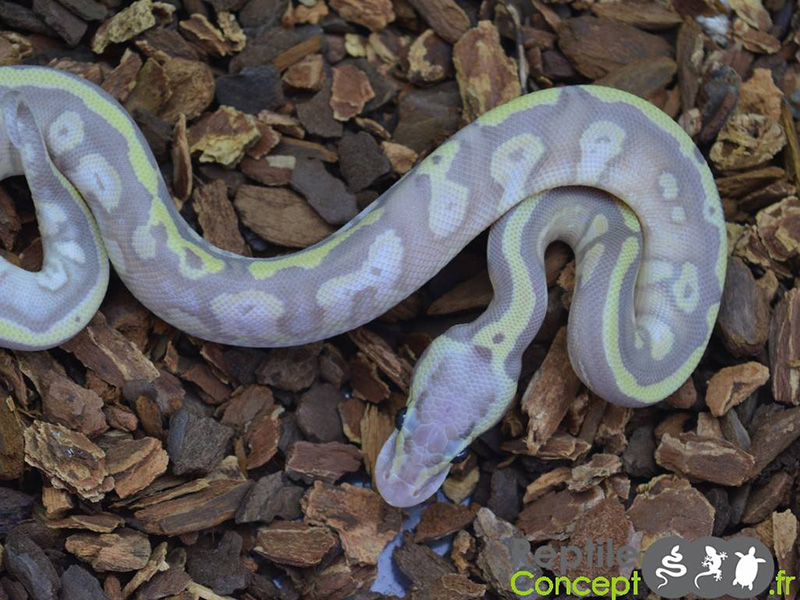 Banana Enchi Pastel