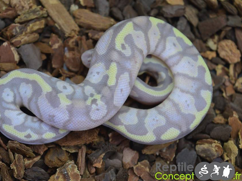 Banana Enchi Pastel