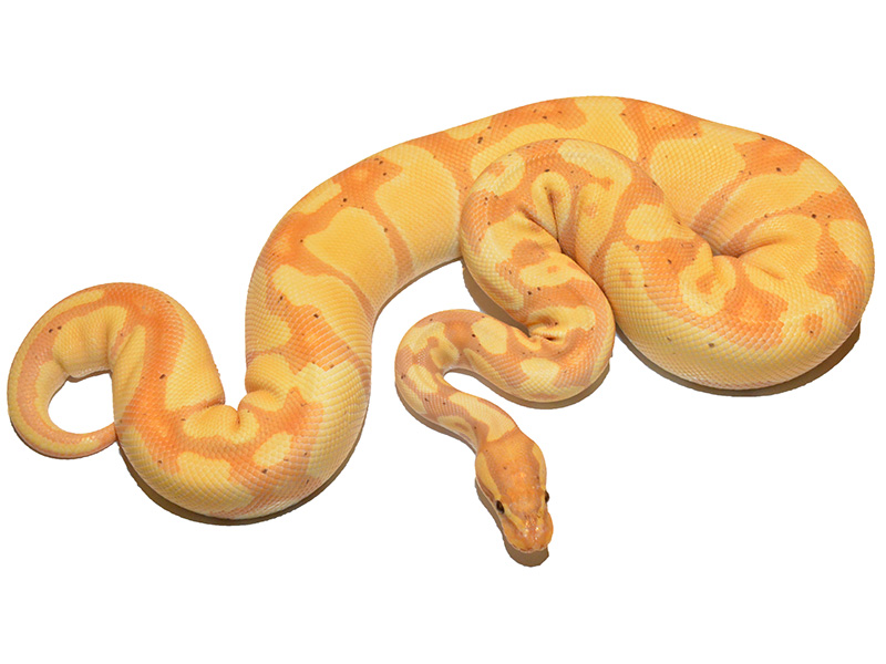 Banana Enchi Pastel