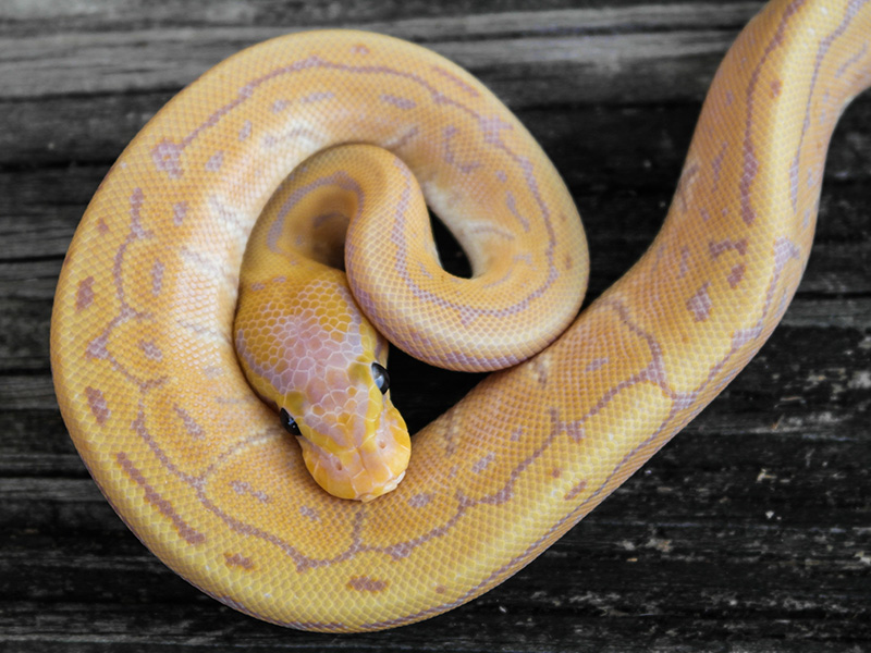 Banana Enchi Pinstripe.