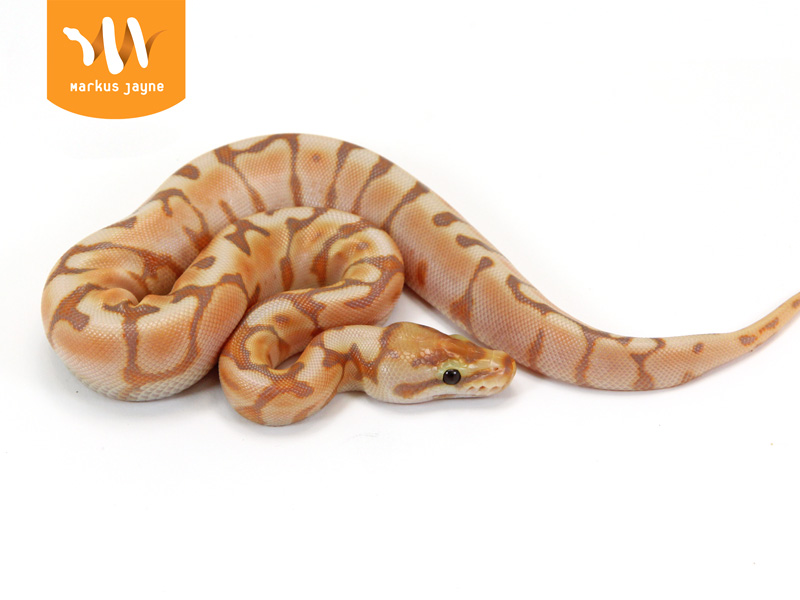 Banana Enchi Spider Cinnamon