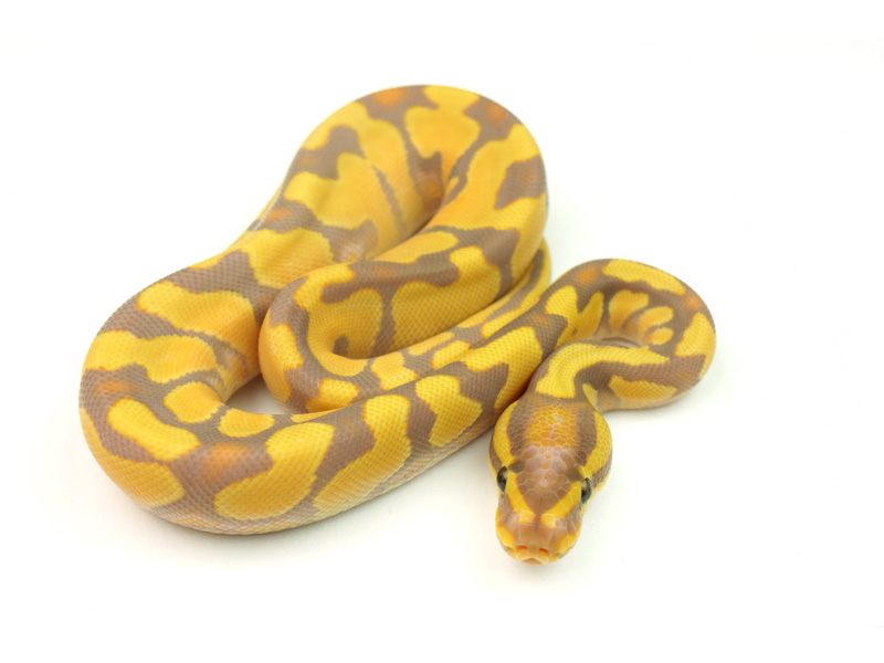 Banana Enchi Yellow Belly