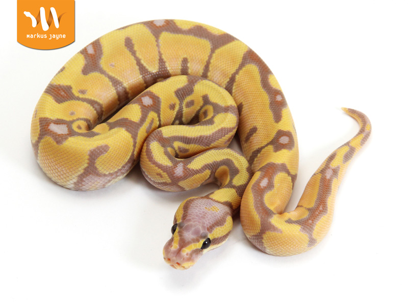 Banana Enchi