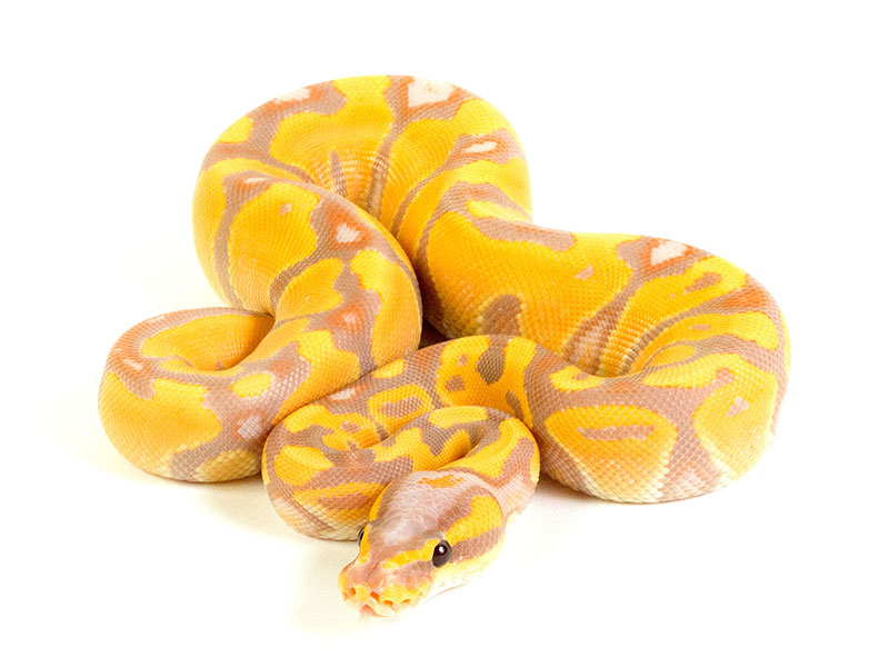 Banana Enchi