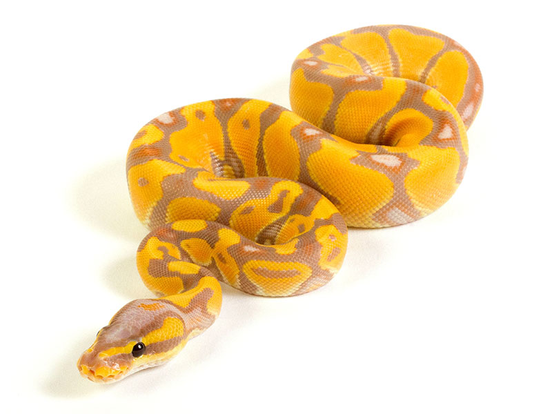 Banana Enchi