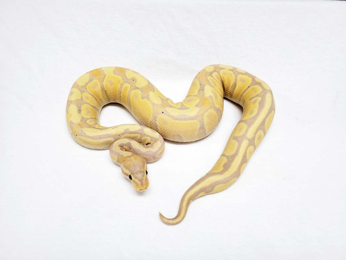 Banana Fire - Lone Star Reptiles Line