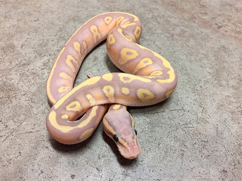 Banana Fire Mojave Pastel