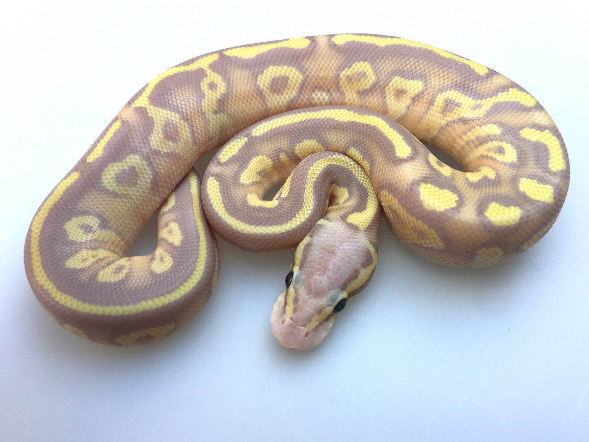 Banana Fire Mojave Pastel