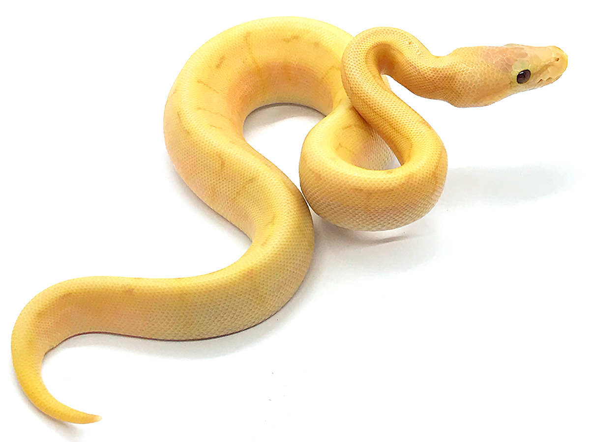 【日本製】 Morph List - World of Ball Pythons ノート・メモ帳