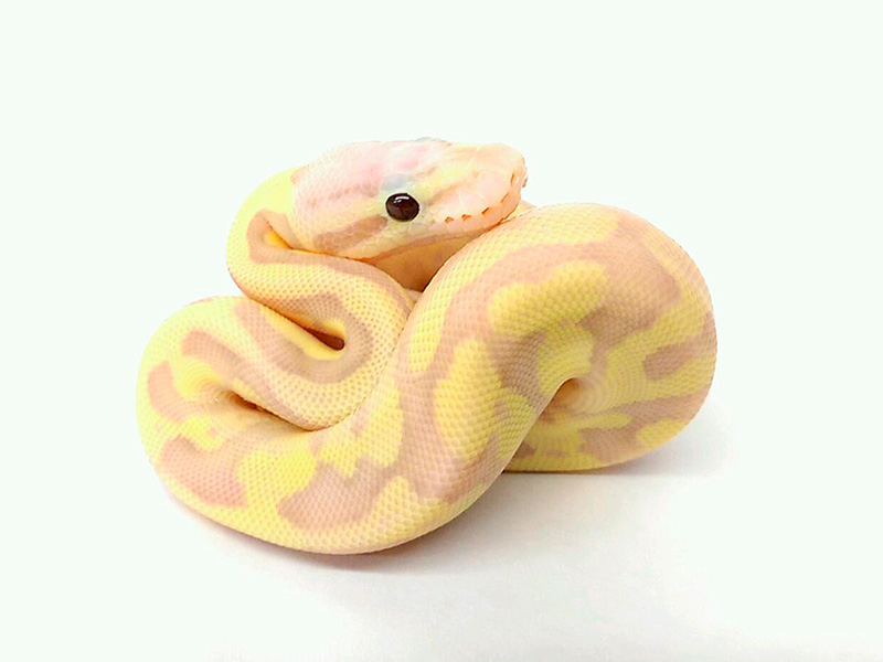 Banana Fire Pastel Vanilla