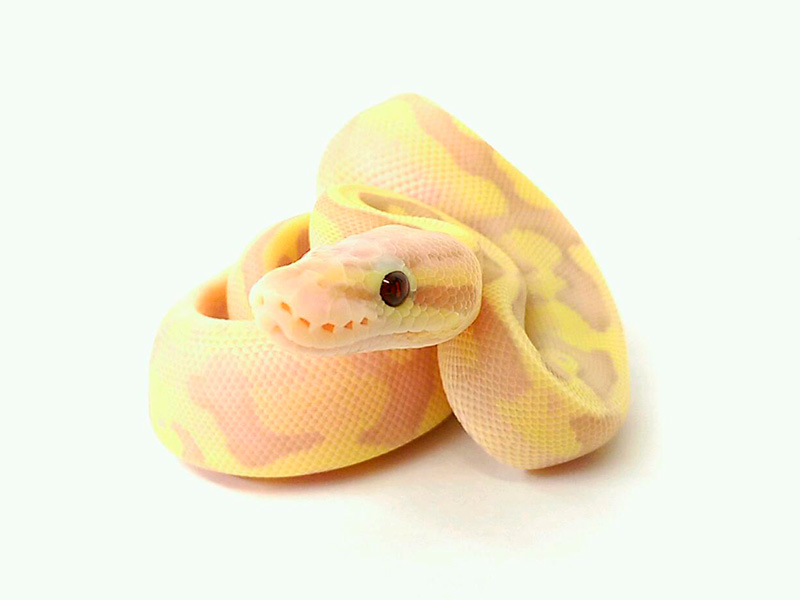 Banana Fire Pastel Vanilla