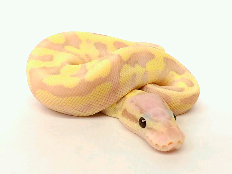 Banana Fire Pastel Vanilla