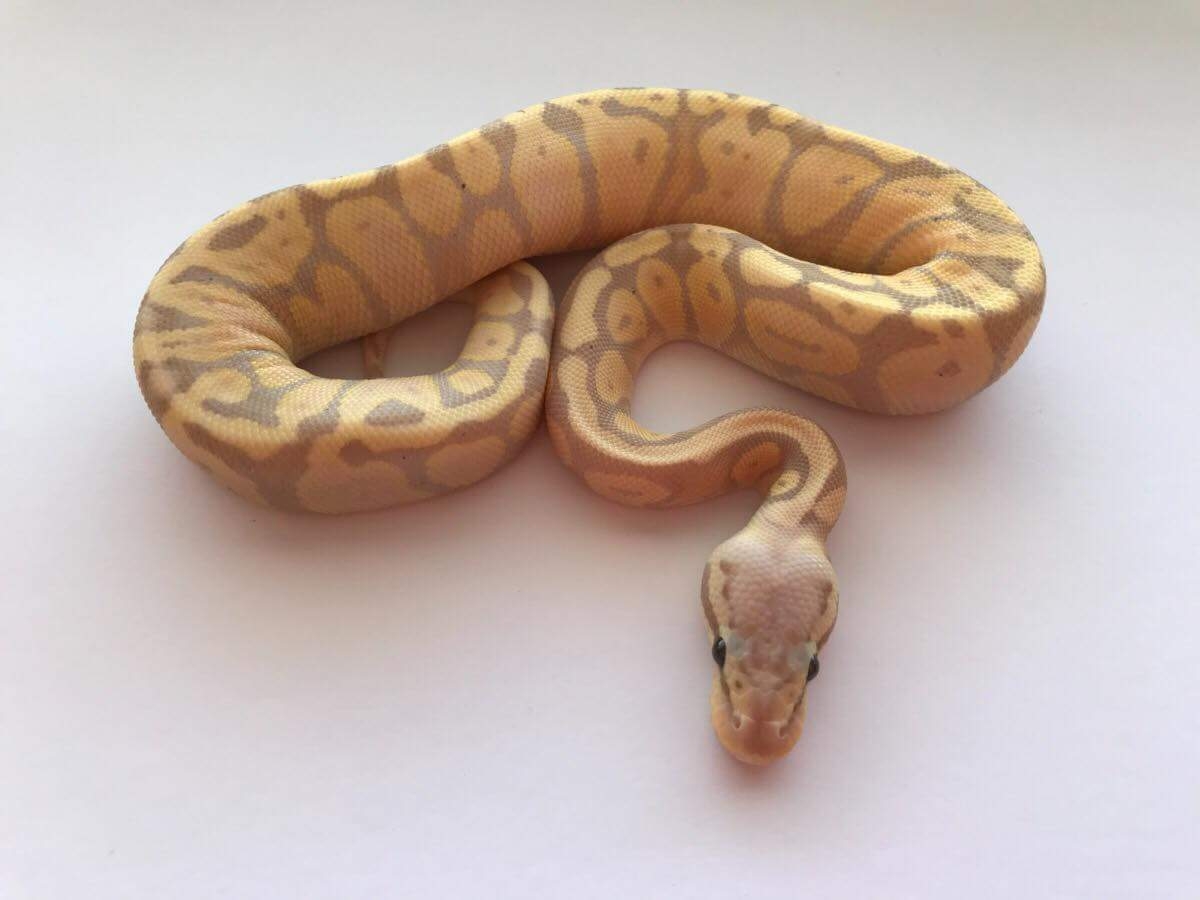 Banana Fire Super Pastel