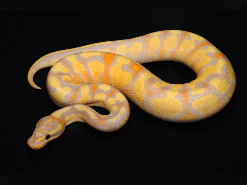 Banana Fire Yellow Belly