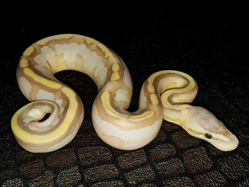 Banana Genetic Stripe Lesser Pastel