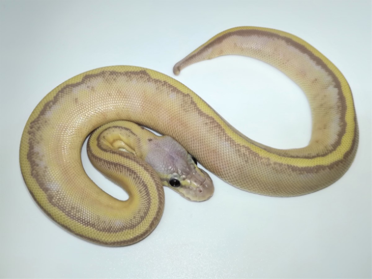 Banana Genetic Stripe Pastel Vanilla