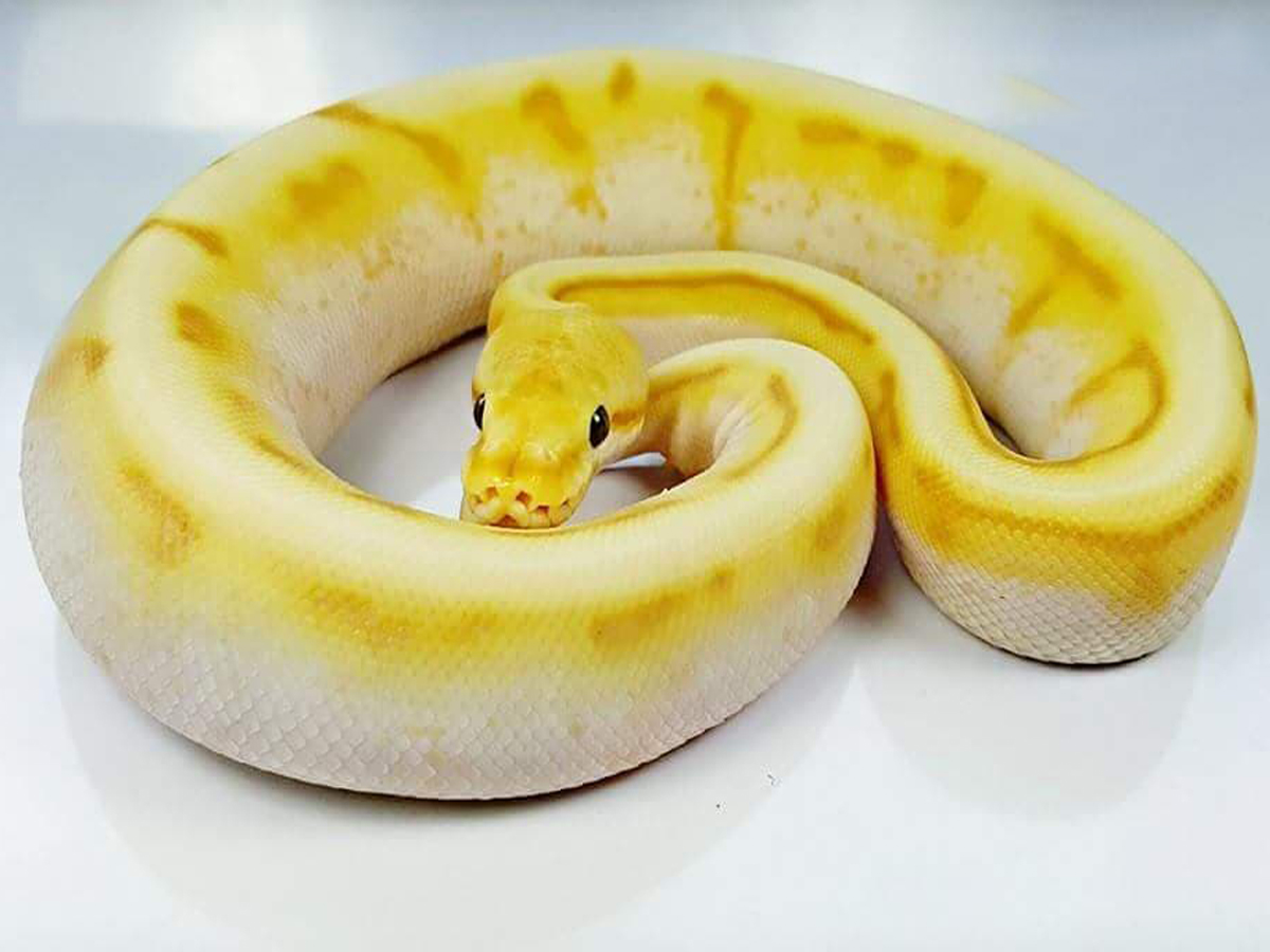 Banana Genetic Stripe Spider