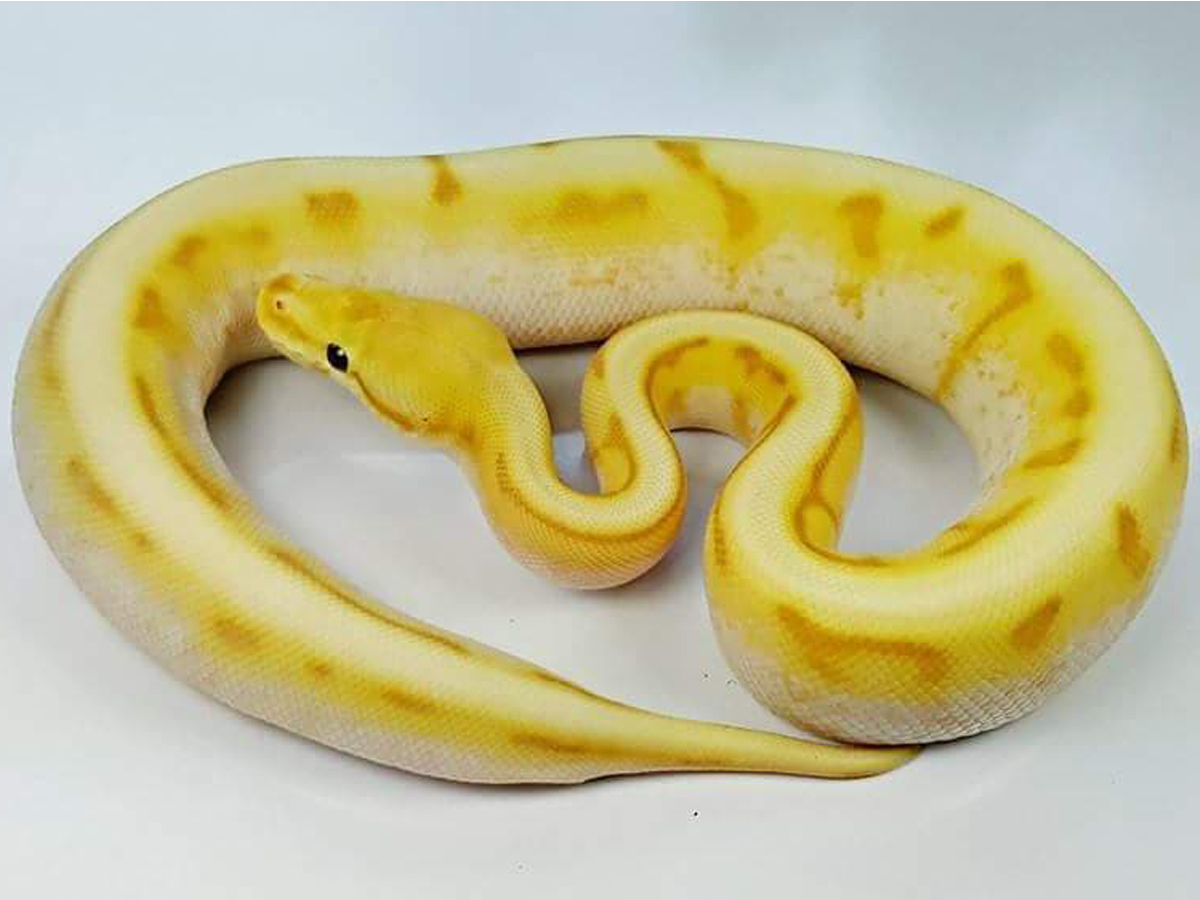 Banana Genetic Stripe Spider