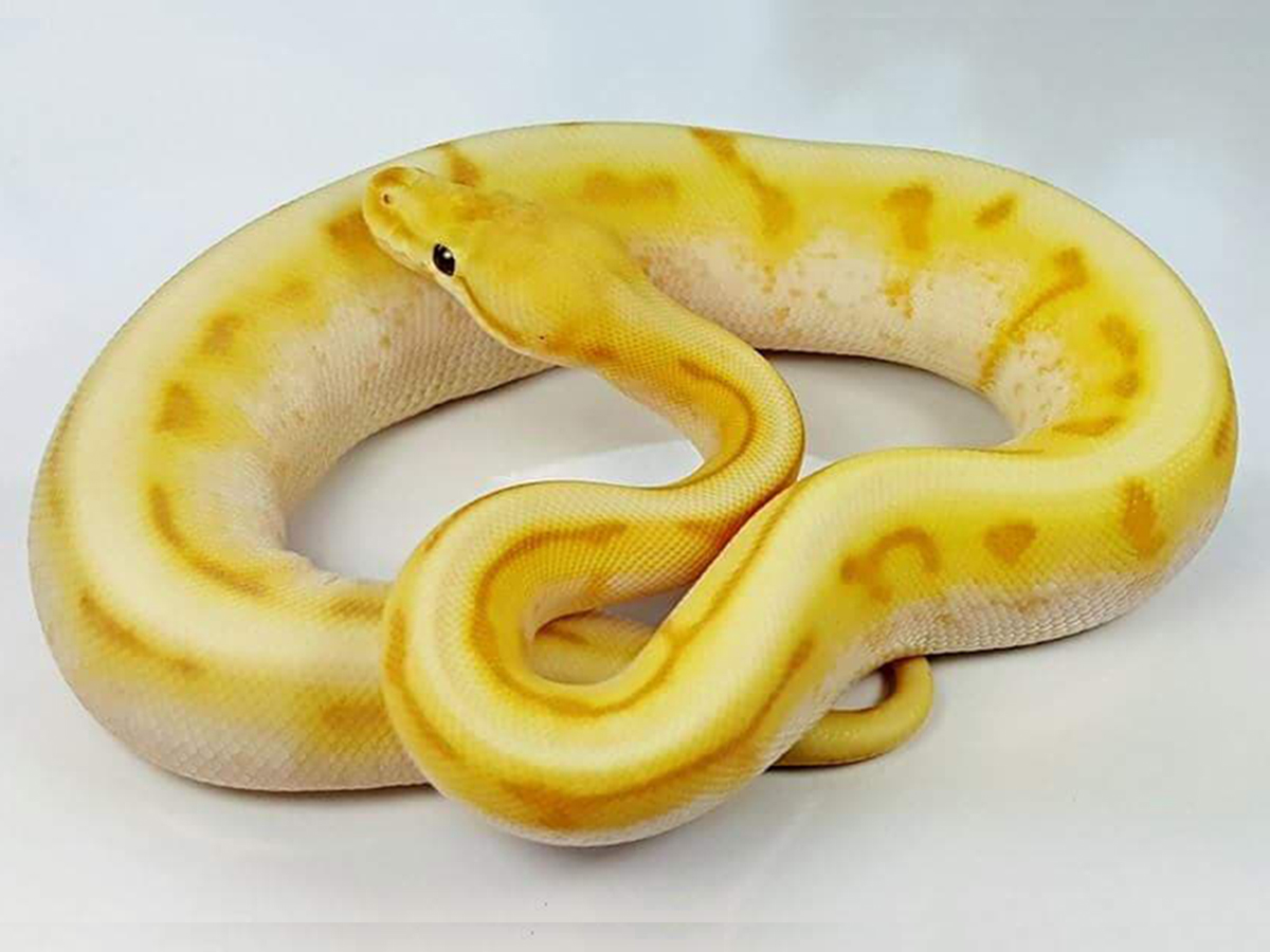 Banana Genetic Stripe Spider