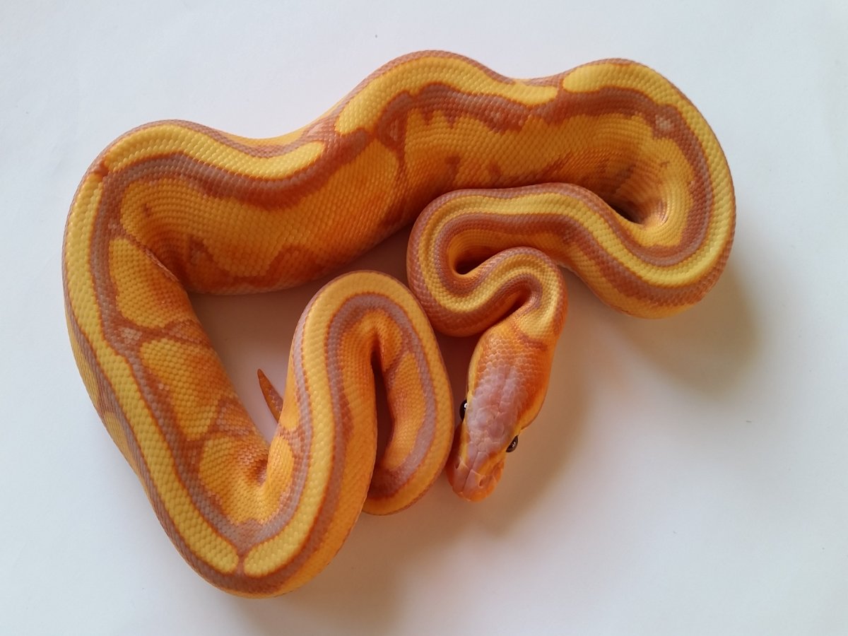 Banana Genetic Stripe Yellow Belly