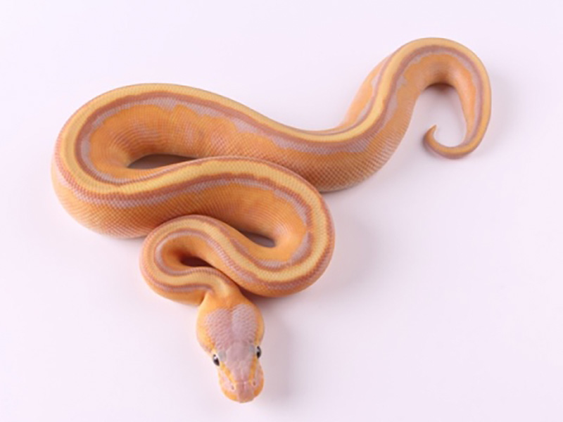 Banana Genetic Stripe