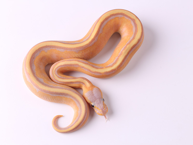 Banana Genetic Stripe