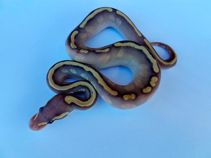 Banana Ghi Mojave Pastel