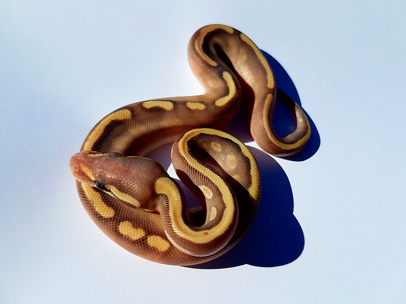 Banana Ghi Mojave Pastel